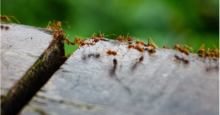 Ant Exterminator Techniques