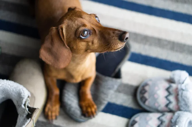 What's New in Dachshund Slippers